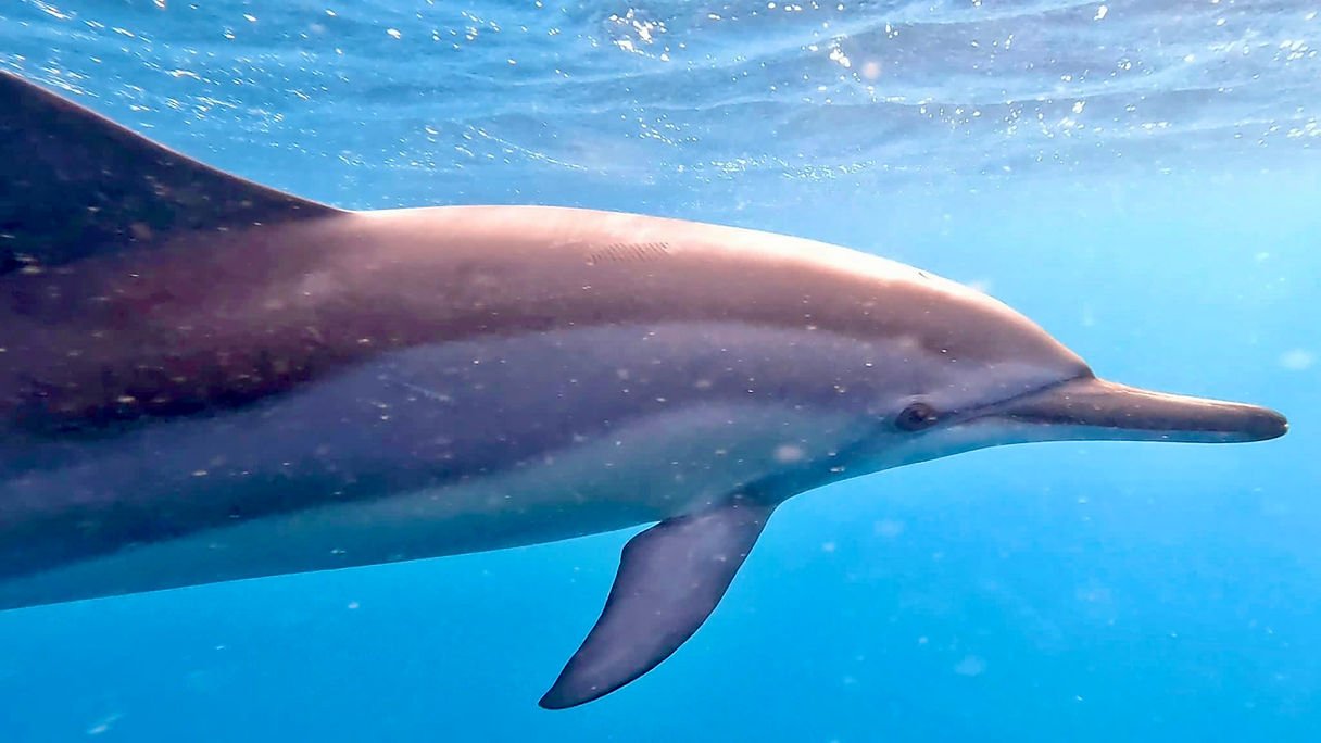 Un dauphin dans l'eau turquoise — apprendre à écouter le cœur des animaux